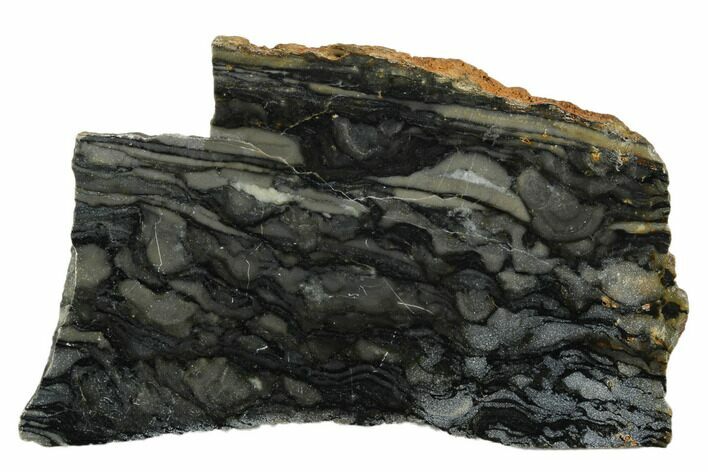 Polished Stromatolite (Alcheringa) Slab - Billion Years #180003
